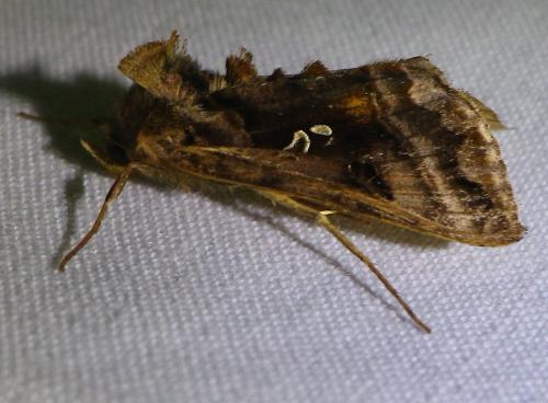 Autographa pulchrina
